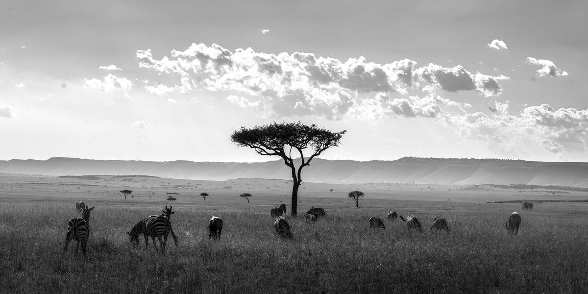Kenya wildlife safari photography workshop