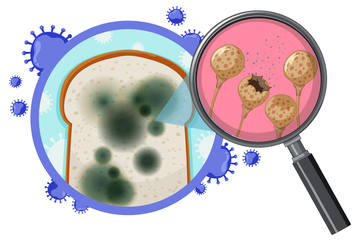 Potash Mobilizing Bacteria