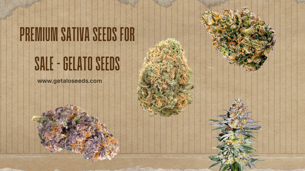 Premium Sativa Cannabis Seeds for Sale – Gelato Seeds