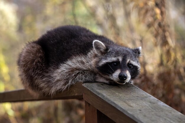 Why Raccoon Removal in Houston is Essential for Your Property’s Safety