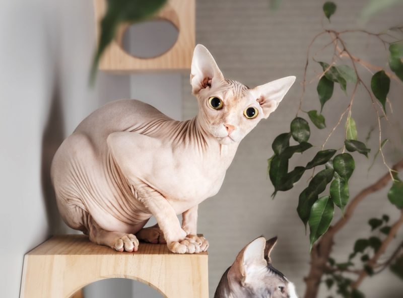 Ultimate Guide to Sphynx Cat Care: Tips and Advice