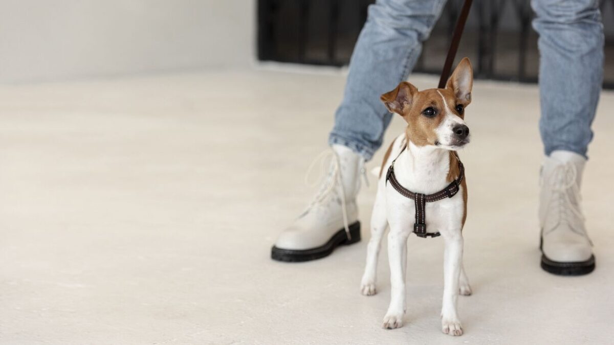 Step-In Harness for Small Dogs