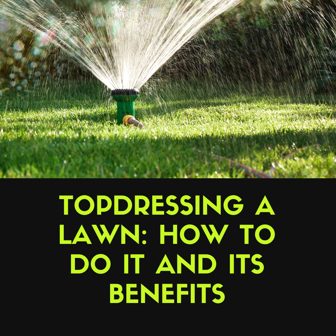 Top dressing a Lawn: How to Do It and Its Benefits