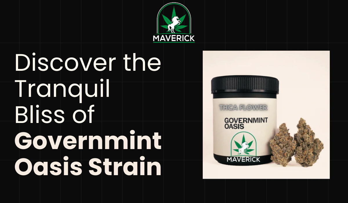 Discover Governmint Oasis strain from Maverick Dispo