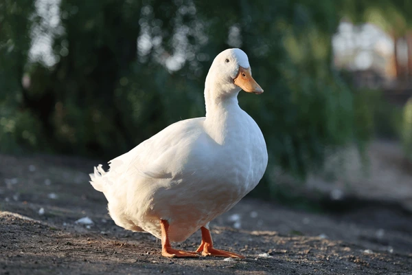 American Pekin Duck