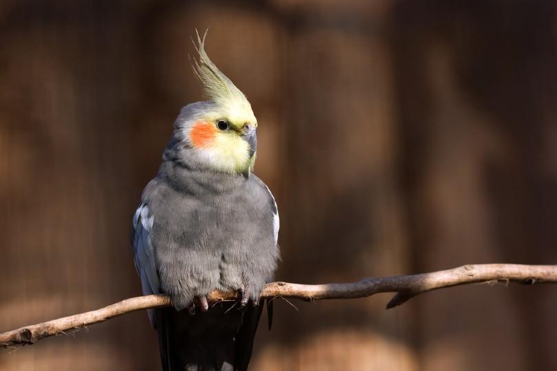 Detailed Information on Ashen Fallow Cockatiel Diet