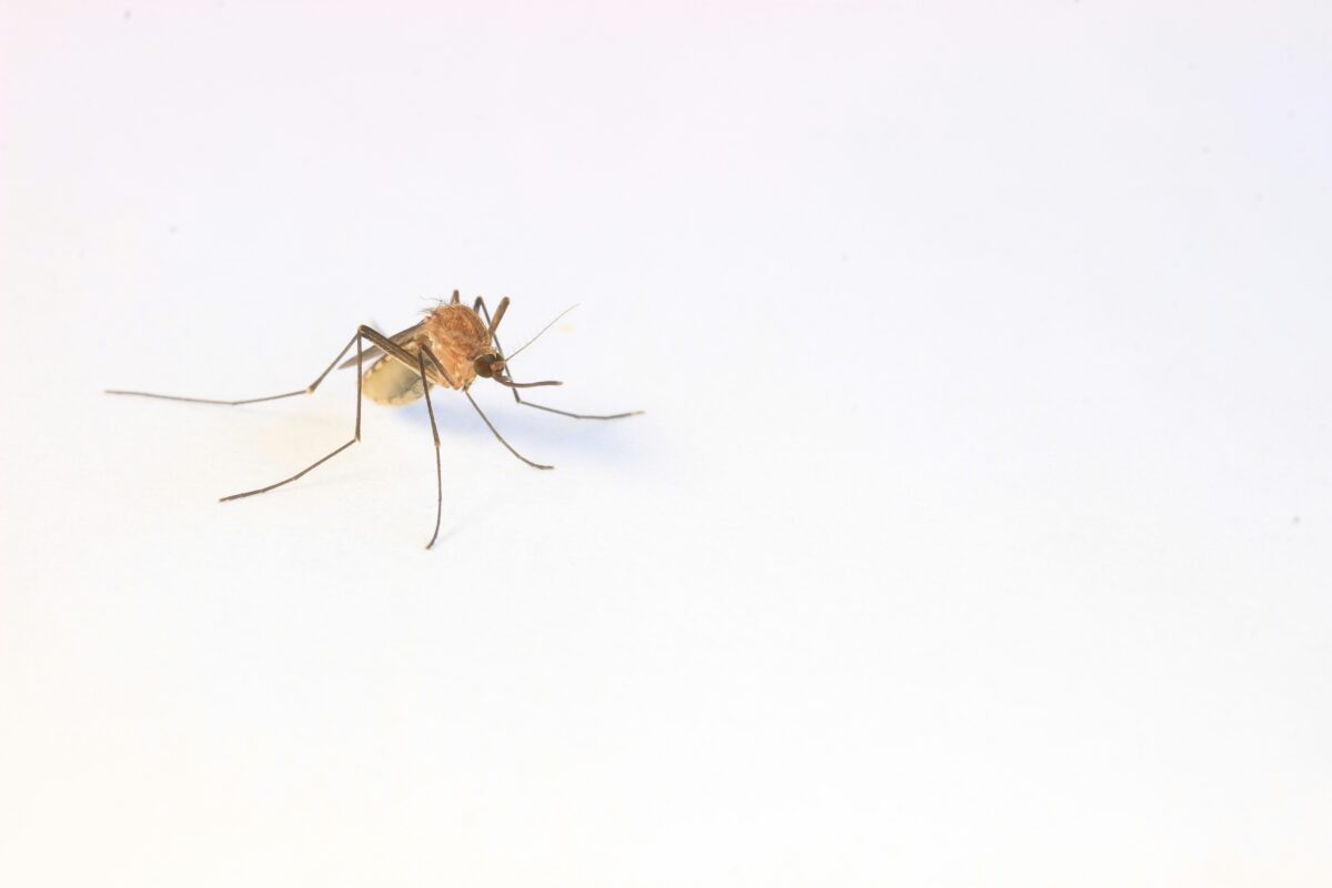 Everyday Habits That Attract Mosquitoes to Your Room