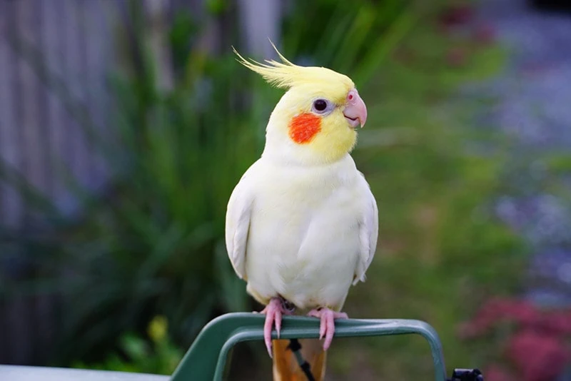 Can Cockatiels Eat Chicken? A Guide to cockatiels Nutrition.