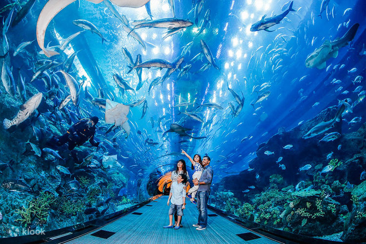 Why Dubai Mall Aquarium Tickets Are a Must for Your 2024 Middle East Vacation