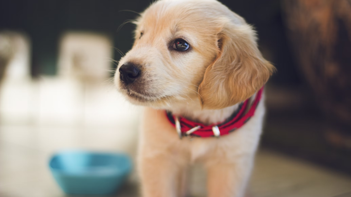 Training Your 8-Week-Old Puppy: A Comprehensive Guide