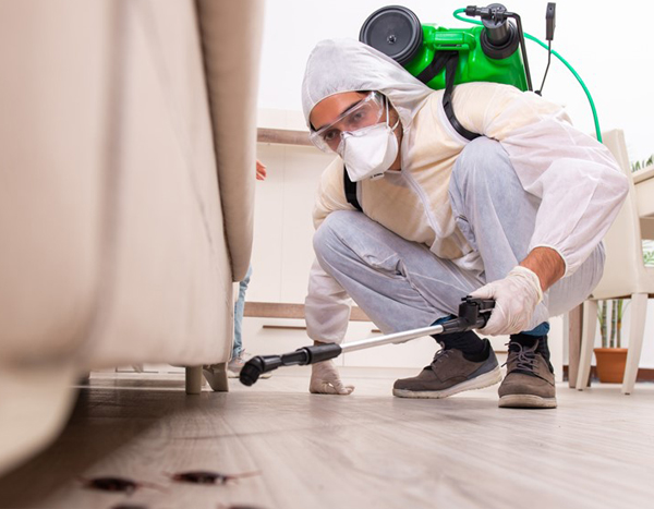 10 Myths About Pest Control You Need to Stop Believing