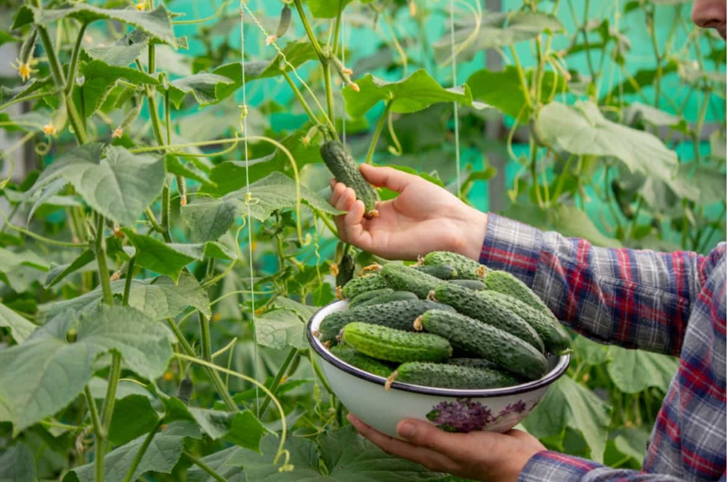 A Detailed Guide to Cucumber Farming in India