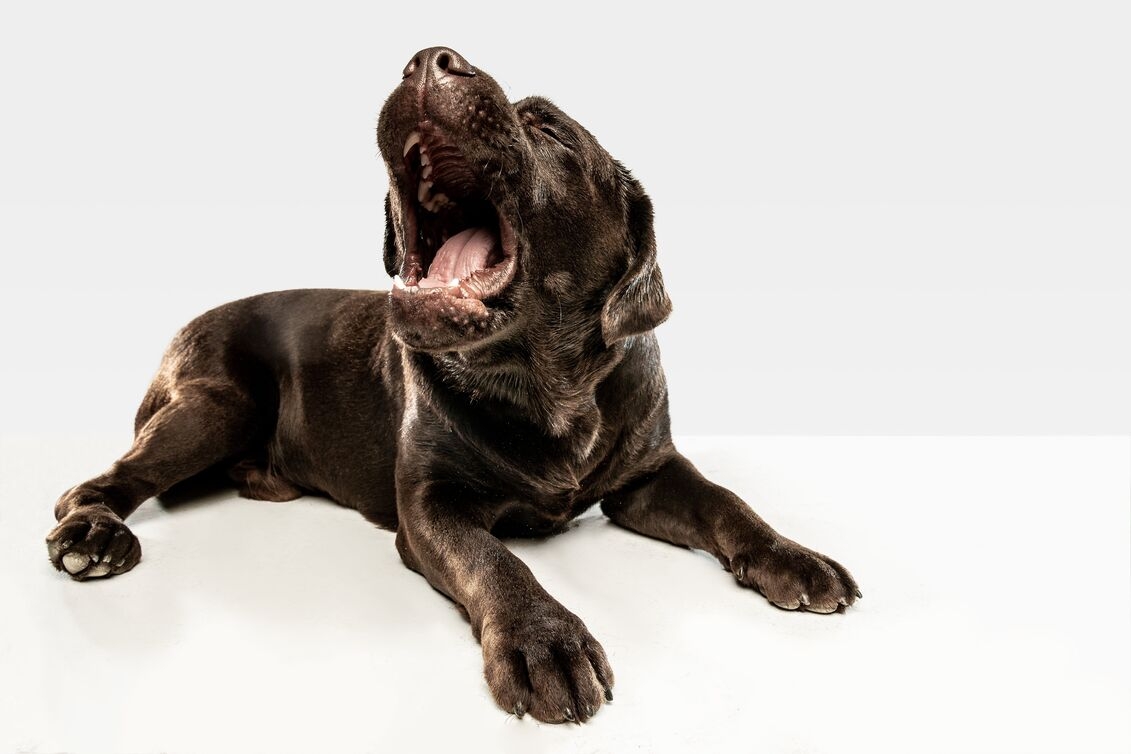 Tips for Owners to Managing and Training Aggressive Dog Breeds