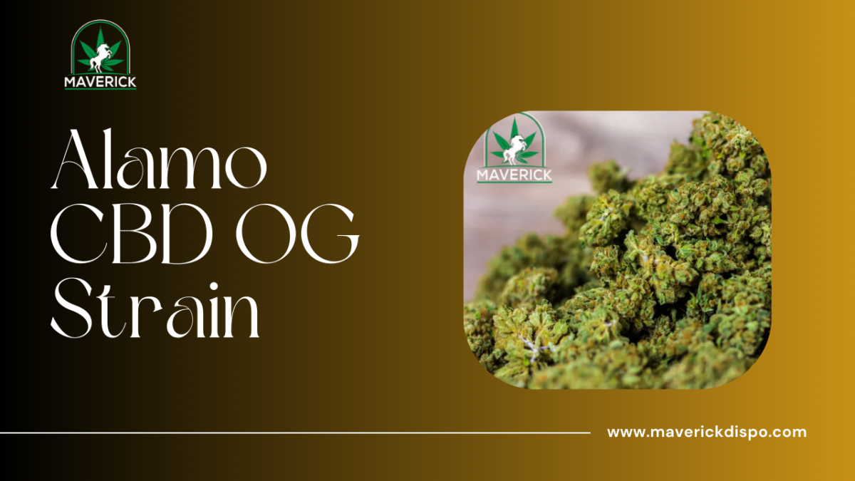 Exploring the Alamo CBD OG Strain: A Comprehensive Guide