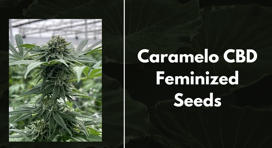 Caramelo CBD Feminized Seeds: A Sweet Choice for Balanced Cannabis