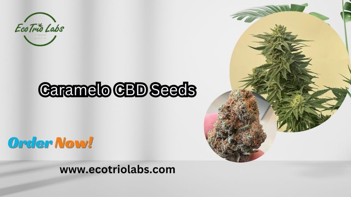 Caramelo CBD Seeds a premium Choice for Cultivators Seeking Quality and Potency