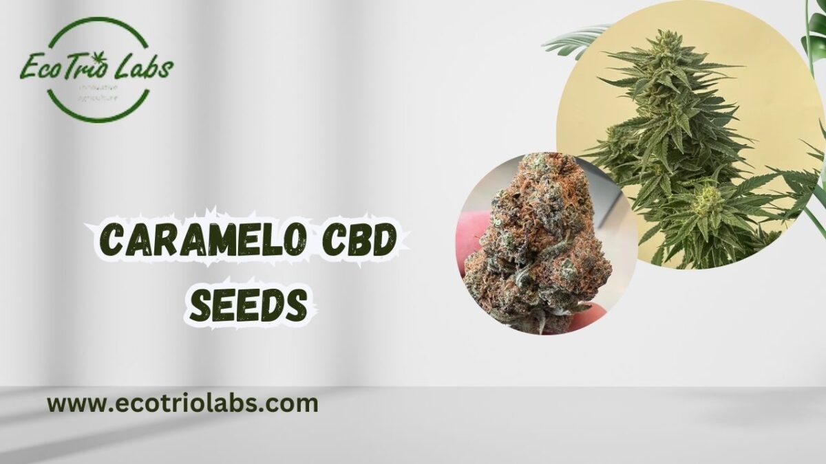 The Ultimate Guide to Caramelo CBD Seeds: Cultivating High-Quality CBD with Caramel Flavor