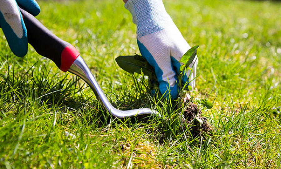 Commercial Weed Control Services in Treasure Valley ID