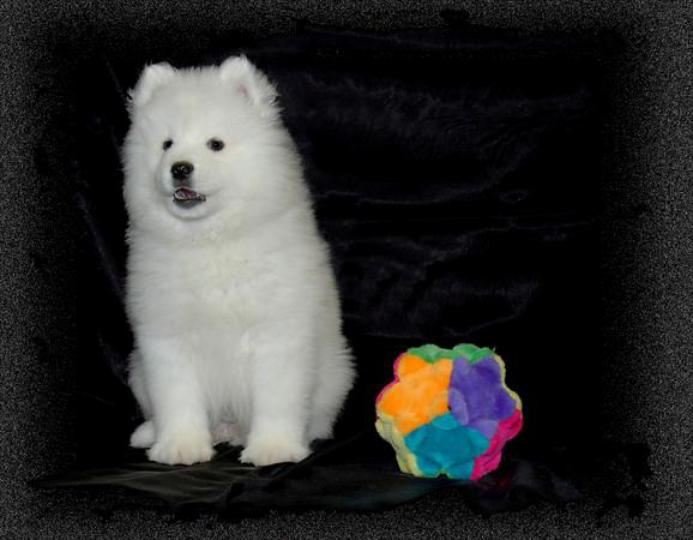 Samoyed Dogs for Sale: Find Your Perfect Furry Friend