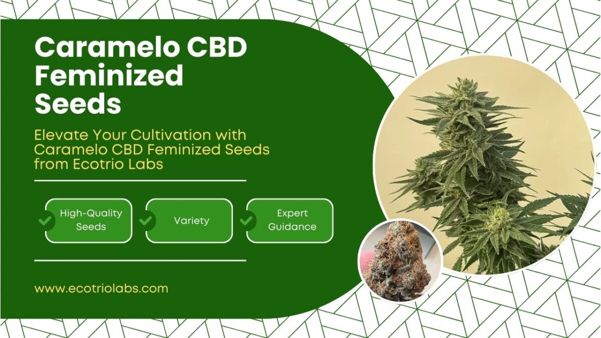 Caramelo CBD Feminized Seeds