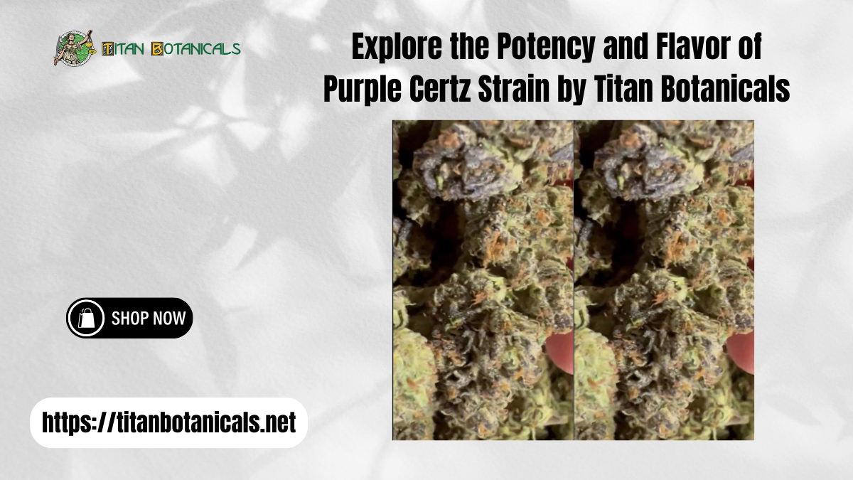 Purple Certz strain