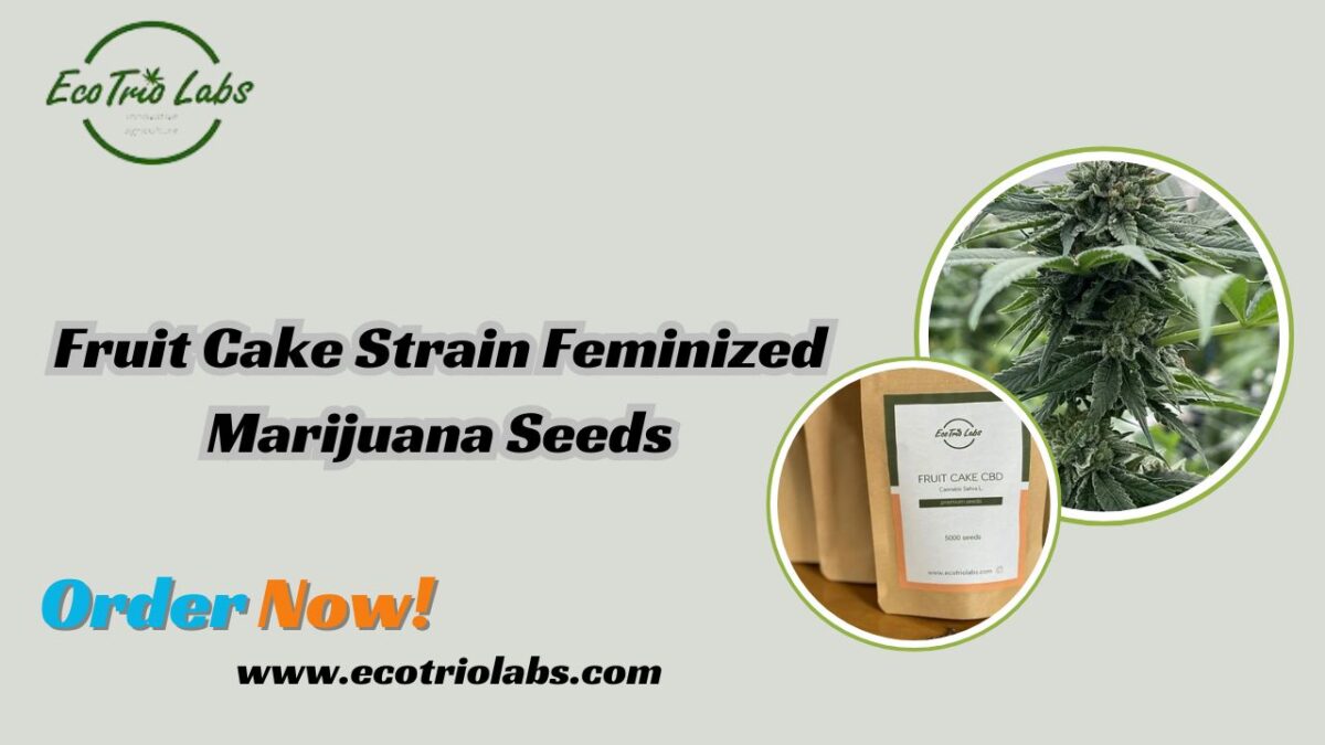 Discover the Potency of Fruit Cake Strain Feminized Marijuana Seeds