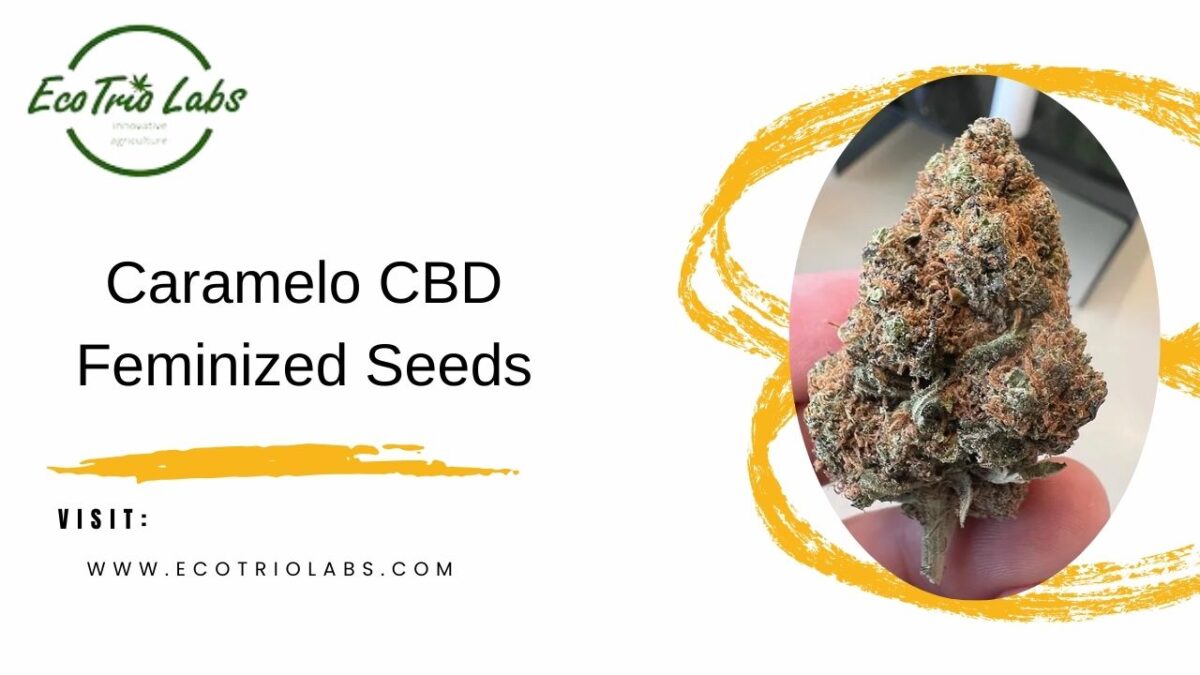 Discover the Premium Quality of Caramelo CBD Feminized Seeds