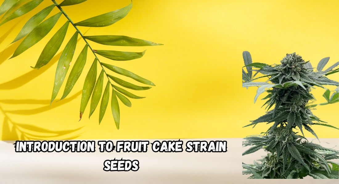 Introduction to Fruit Cake Strain Seeds from Ecotrio labs