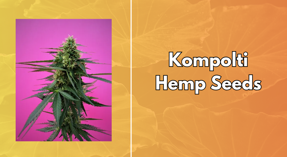 Kompolti hemp seeds