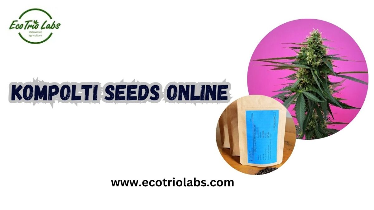 Kompolti Seeds Online: The Premier Choice for Quality Hemp Cultivation