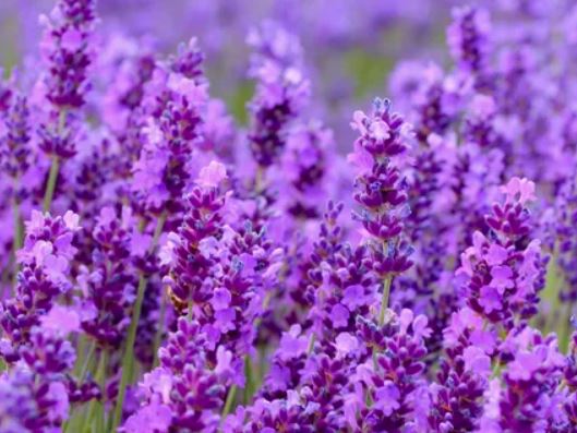 A vibrant field of lavender flowers swaying gently in the breeze under a clear blue sky.