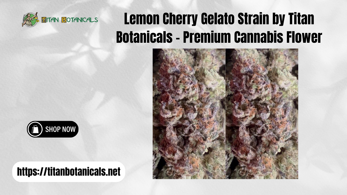 Lemon Cherry Gelato Strain by Titan Botanicals – Premium Cannabis Flower