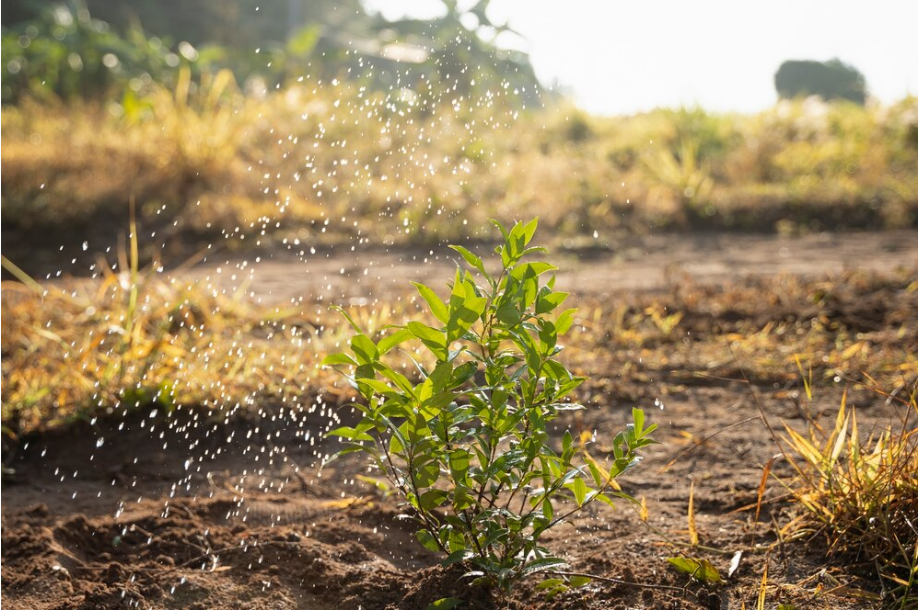 Plant drought treatment