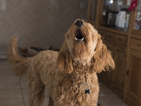 Why Dogs Bark: Understanding the Different Types of Barking and How to Manage It