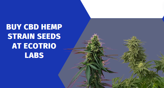 CBD hemp strain seeds