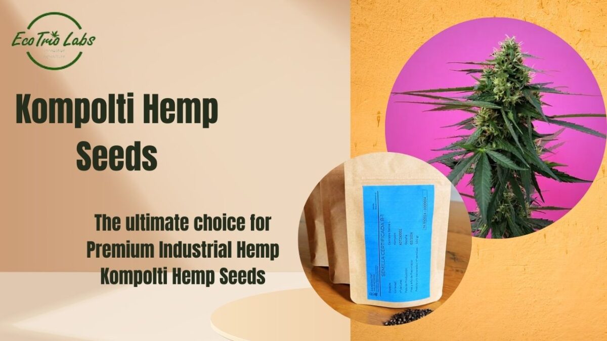 The ultimate choice for Premium Industrial Hemp Kompolti Hemp Seeds