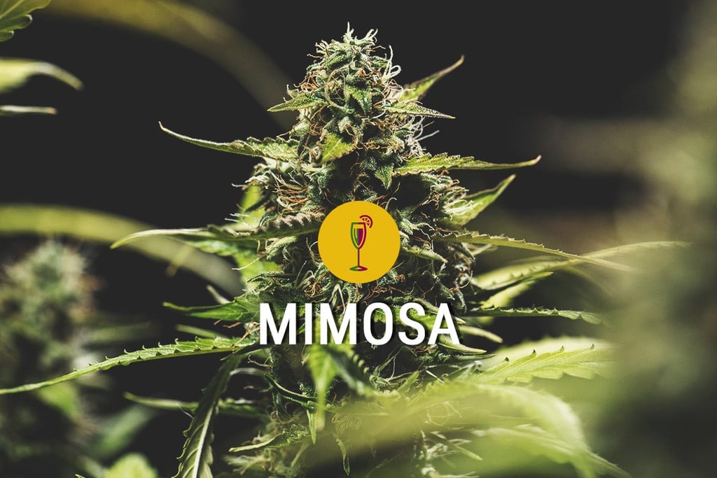 Top 5 Reasons Why Mimosa Strain Is Perfect for Daytime Use