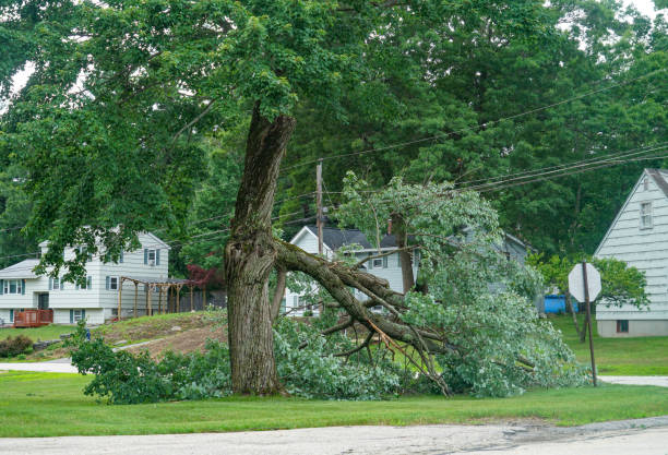 Tree removal