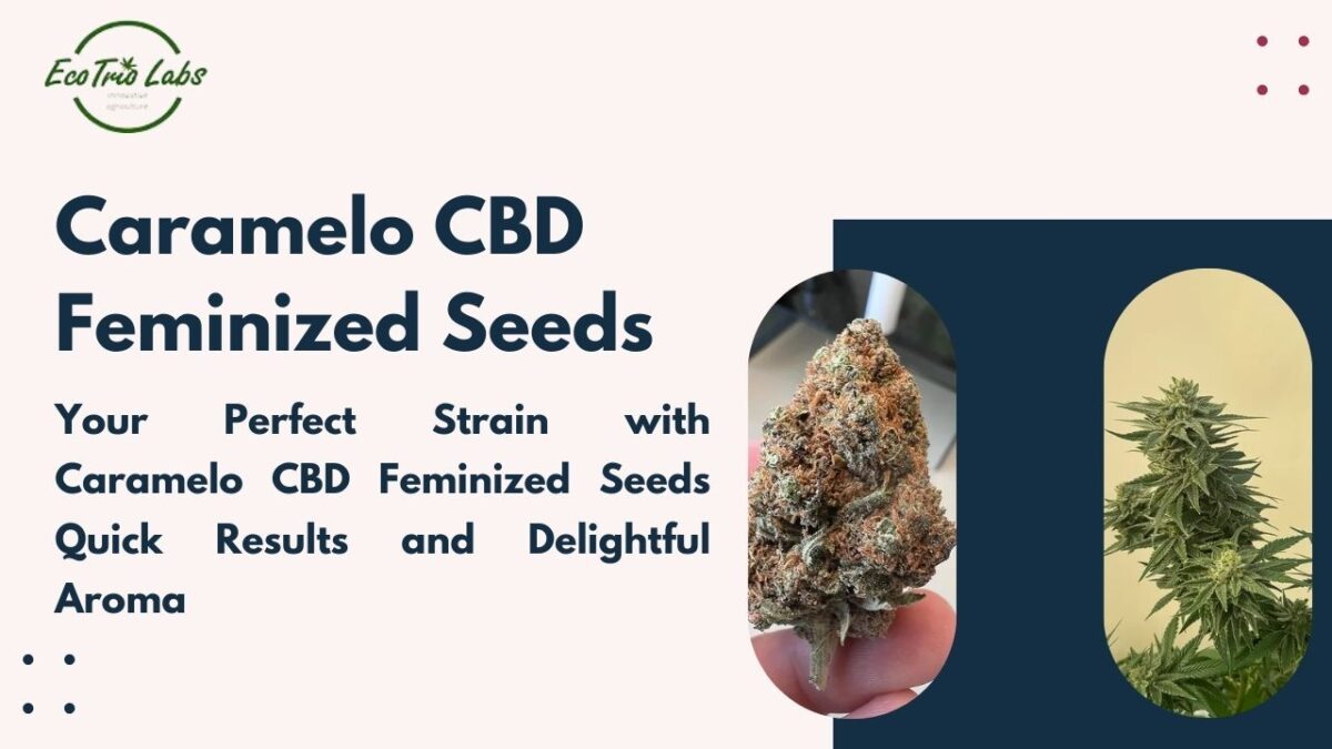 Your Perfect Strain with Caramelo CBD Feminized Seeds Quick Results and Delightful Aroma