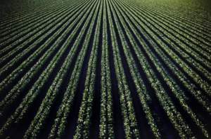 higher agriculture production yield