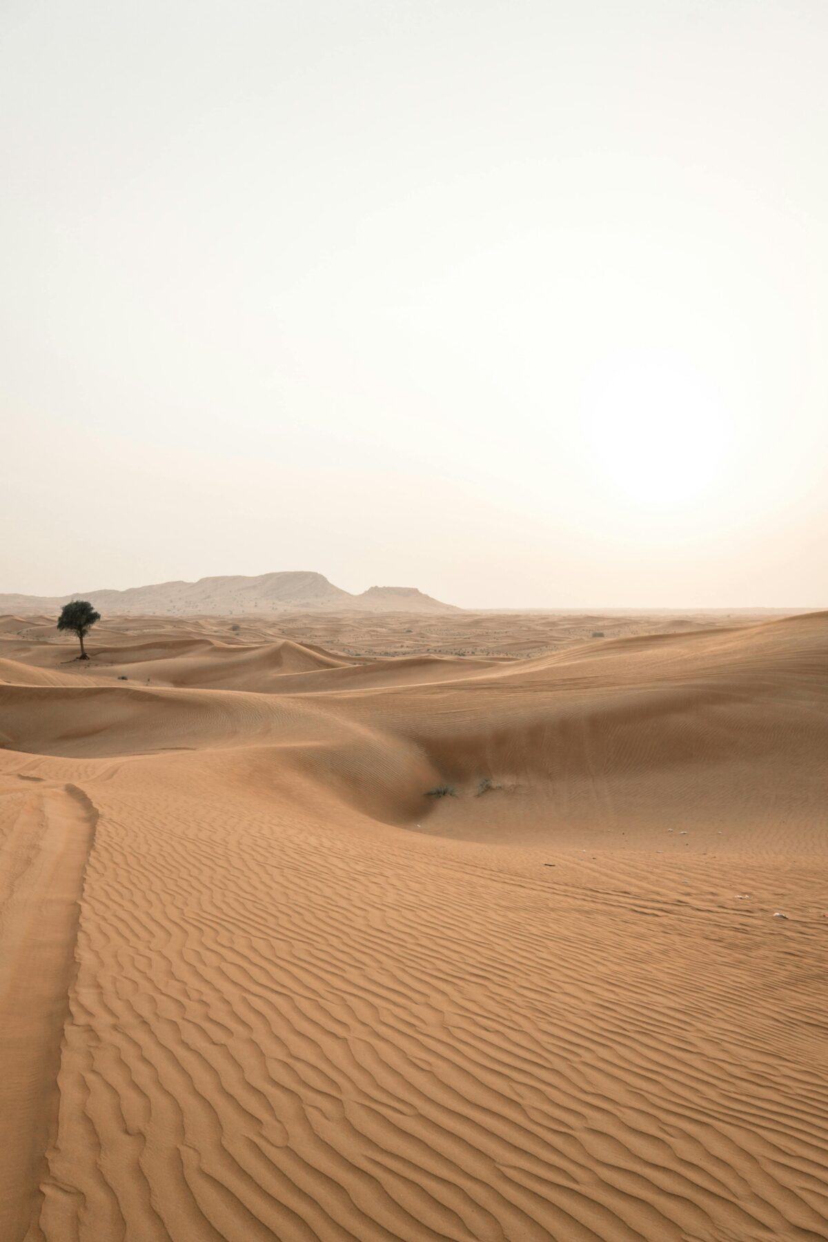 Affordable Desert Safari Tours Dubai: Enjoy Luxury on a Budget