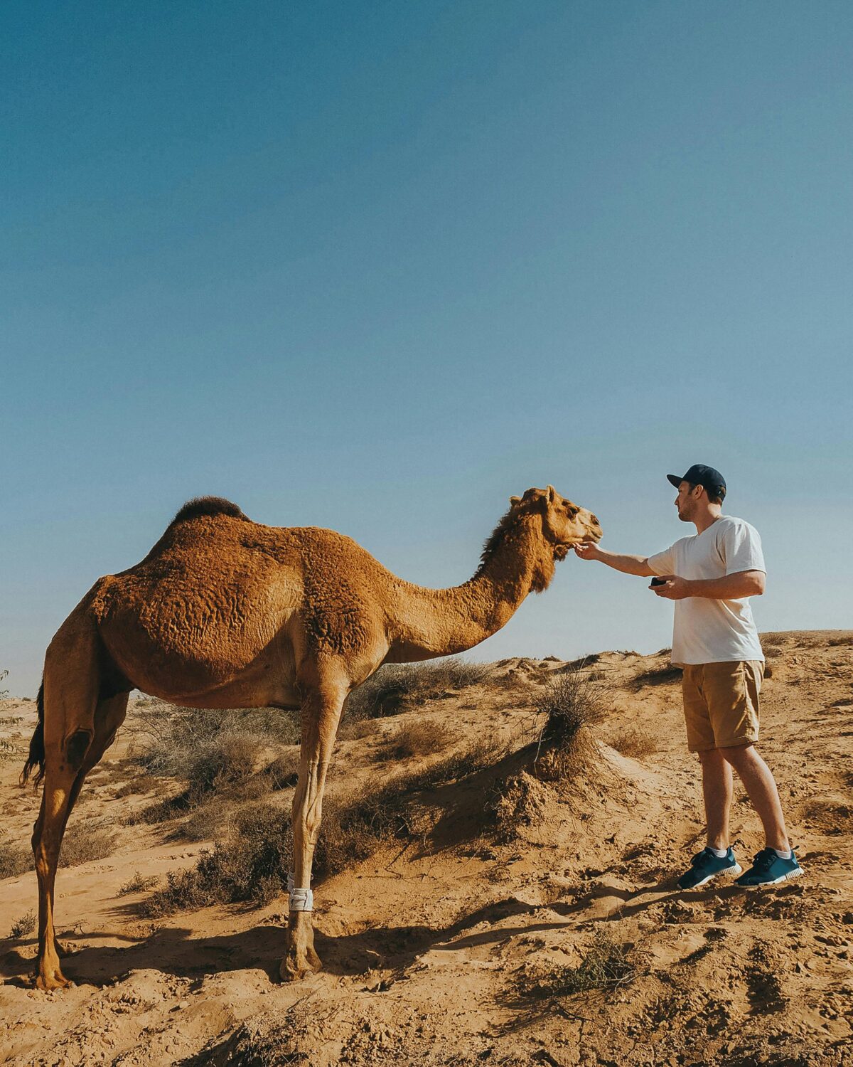 Desert Safari Dubai