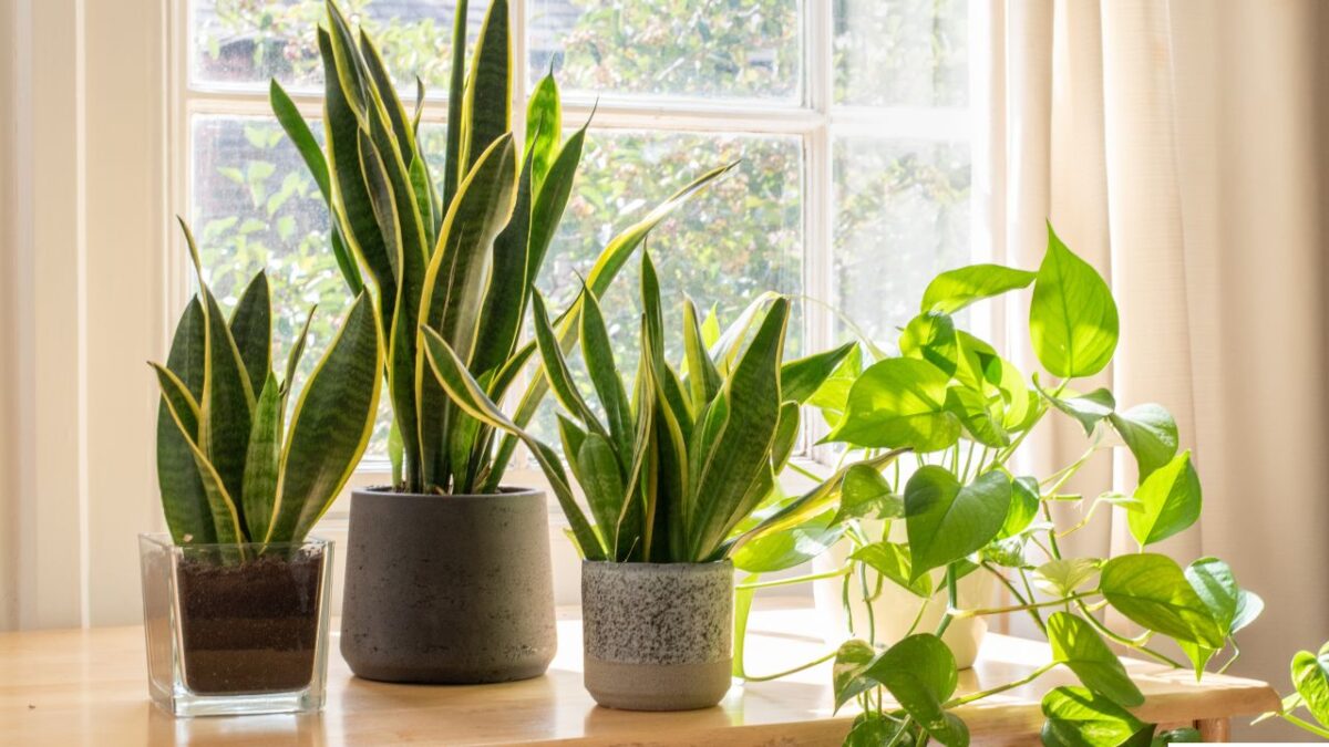 5 Reasons Why Snake Plants Are Perfect for Indoor Gardens