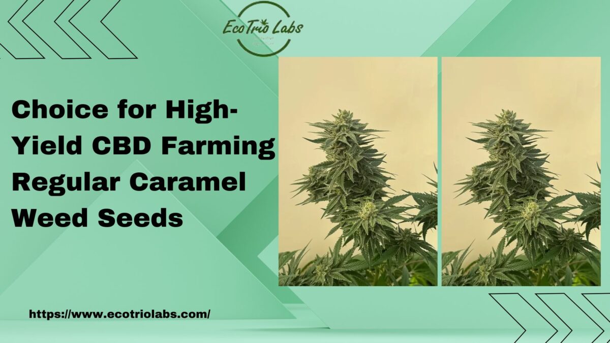 Choice for High-Yield CBD Farming Regular Caramel Weed Seeds 