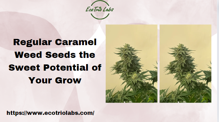 Regular Caramel Weed Seeds the Sweet Potential of Your Grow