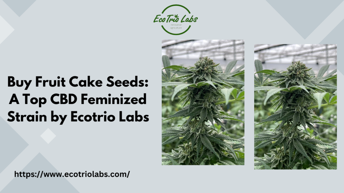 Buy Fruit Cake Seeds: A Top CBD Feminized Strain by Ecotrio Labs