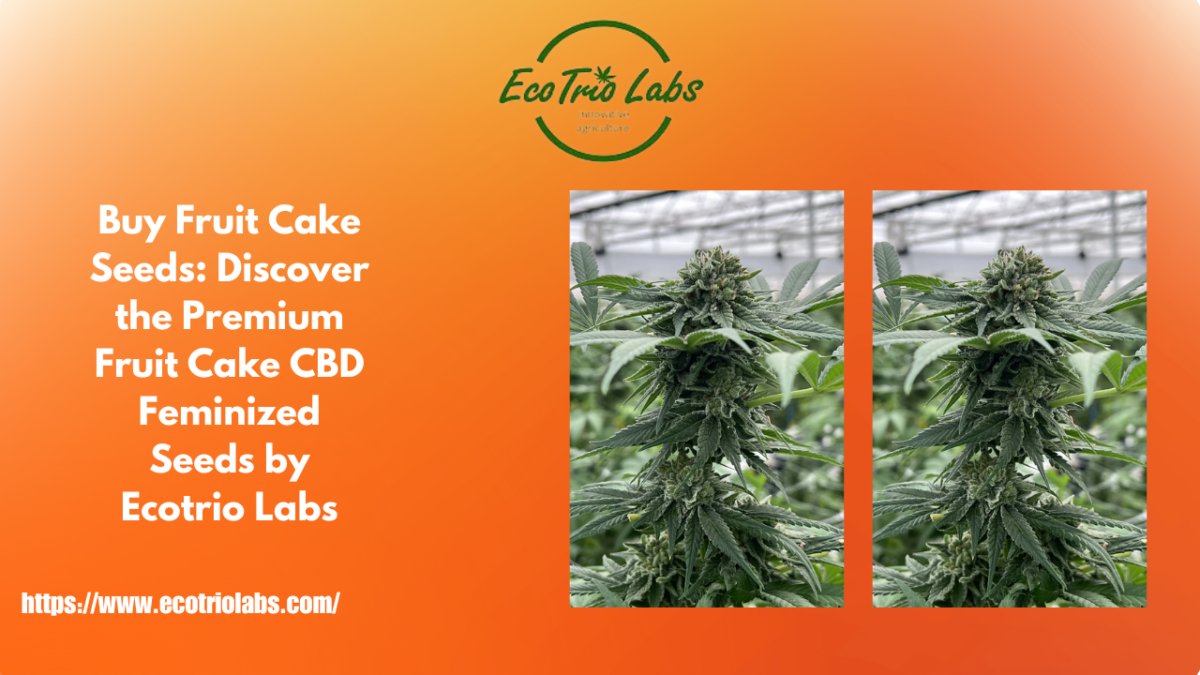 Buy Fruit Cake Seeds: Discover the Premium Fruit Cake CBD Feminized Seeds by Ecotrio Labs