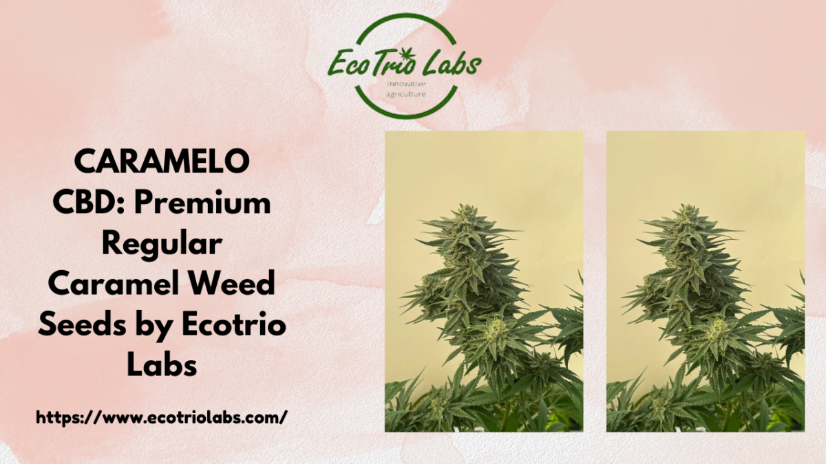 CARAMELO CBD: Premium Regular Caramel Weed Seeds by Ecotrio Labs