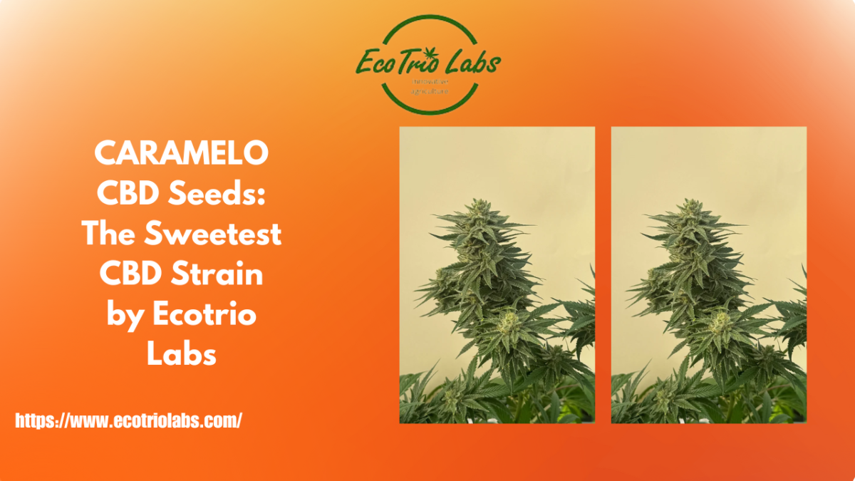 CARAMELO CBD Seeds: The Sweetest CBD Strain by Ecotrio Labs