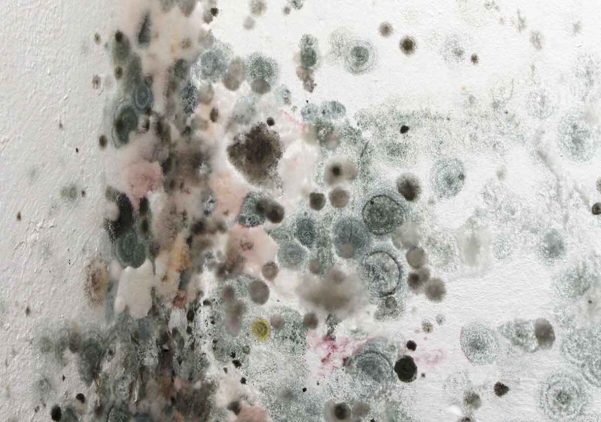 Can Black Mold Make You Sick?